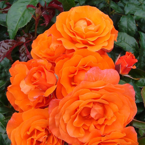Diskreten vonj vrtnice - Roza - For You With Love™ - Na spletni nakup vrtnice
